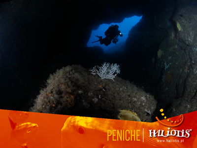 Haliotis Diving School